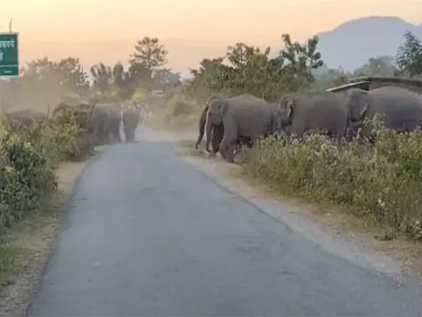 आरण्यक ने Assam में मानव-हाथी संघर्ष को कम करने के लिए साइनेज स्थापित किए