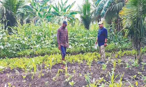 Andhra: आंध्र प्रदेश प्राकृतिक खेती का एक प्रेरक उदाहरण बनकर उभरा Andhra: आंध्र प्रदेश प्राकृतिक खेती का एक प्रेरक उदाहरण बनकर उभरा