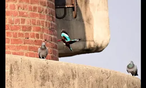Warm मौसम के कारण चंडीगढ़ की वायु गुणवत्ता में सुधार
