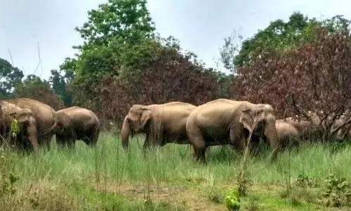 वन विभाग ने बड़ी संख्या में लोगों की मौत पर लगाम लगाने के लिए कदम उठाए वन विभाग ने बड़ी संख्या में लोगों की मौत पर लगाम लगाने के लिए कदम उठाए