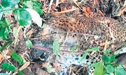 Odisha: तेंदुआ बिजली के झटके से मृत पाया गया Odisha: तेंदुआ बिजली के झटके से मृत पाया गया