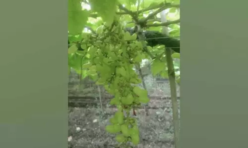 चमगादड़ों के हमले से रात में 10 टन अंगूर नष्ट, Tasgaon के हतनूर की घटना चमगादड़ों के हमले से रात में 10 टन अंगूर नष्ट, Tasgaon के हतनूर की घटना