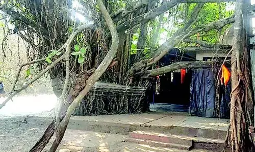Vodakodem-Porvorim में बरगद के पेड़ को बचाने के लिए कार्यकर्ता एकजुट हुए Vodakodem-Porvorim में बरगद के पेड़ को बचाने के लिए कार्यकर्ता एकजुट हुए