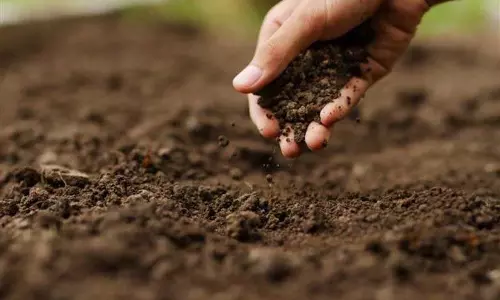 Haryana :  मृदा स्वास्थ्य का संरक्षण