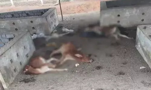 13 गायों की मौत, गौठान में चारा पानी नहीं 13 गायों की मौत, गौठान में चारा पानी नहीं