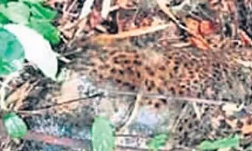 Odisha: तेंदुआ मृत पाया गया, बिजली का करंट लगने का संदेह