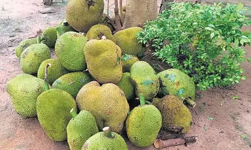 Odisha में कटहल प्रसंस्करण को बढ़ावा मिलेगा
