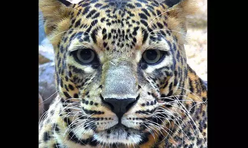 Odisha zoo ने खो दी अपनी बेशकीमती संपत्ति: मादा तेंदुए की संक्रमण से मौत