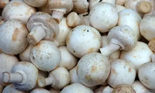 कैंसर से लड़ाई में मिलेगी मदद, प्रतिदिन अगर खाएं मशरूम पांच: अध्ययन