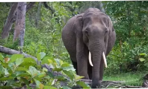 Kerala: त्रिशूर में सेप्टिक टैंक में गिरने से हाथी की मौत