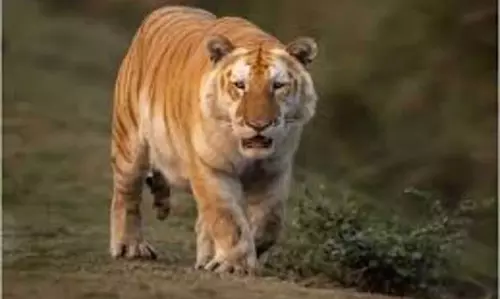 Assam : काजीरंगा में दुर्लभ गोल्डन टाइगर ने पर्यटकों को किया आकर्षित Assam : काजीरंगा में दुर्लभ गोल्डन टाइगर ने पर्यटकों को किया आकर्षित