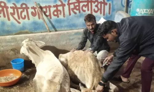 काजी हाउस में पशुधन का इलाज जारी काजी हाउस में पशुधन का इलाज जारी