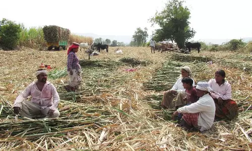 South Gujarat की चीनी मिलों पर 150 करोड़ रुपये की मजदूरी चोरी का आरोप
