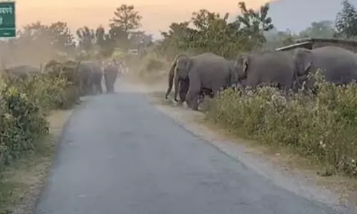आरण्यक ने Assam में मानव-हाथी संघर्ष को कम करने के लिए साइनेज स्थापित किए