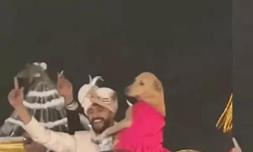 Viral video : जब बारात में पालतू कुत्ते को लेकर नाचता दिखा दूल्हा Viral video : जब बारात में पालतू कुत्ते को लेकर नाचता दिखा दूल्हा