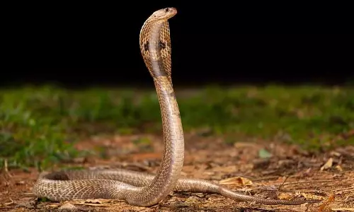 Odisha: न्यायिक परिसर से कोबरा को बचाया गया