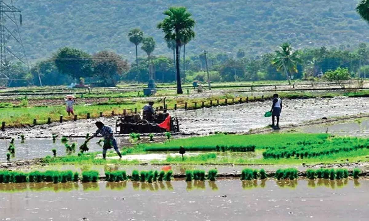 Odisha: ओडिशा के किसानों ने अनाज विश्लेषक के इस्तेमाल को लेकर सरकार की आलोचना की