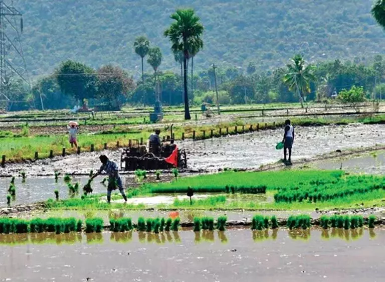 Odisha के किसानों ने धान खरीद में अनाज विश्लेषक के इस्तेमाल पर सरकार की आलोचना की