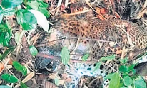 Odisha: तेंदुआ मृत पाया गया, बिजली का करंट लगने का संदेह Odisha: तेंदुआ मृत पाया गया, बिजली का करंट लगने का संदेह