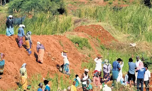 Andhra: मनरेगा के तहत खट्टे फलों की खेती से छोटे किसानों को सशक्त बनाया जा रहा