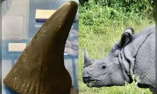 Assam : लखीमपुर में गैंडे के सींग के साथ एक व्यक्ति हिरासत में लिया गया Assam : लखीमपुर में गैंडे के सींग के साथ एक व्यक्ति हिरासत में लिया गया