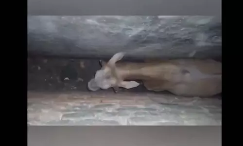 OMG! रेलवे स्टेशन में दो दीवारों के बीच में फंसा सांड, आखिर में क्या हुआ? OMG! रेलवे स्टेशन में दो दीवारों के बीच में फंसा सांड, आखिर में क्या हुआ?