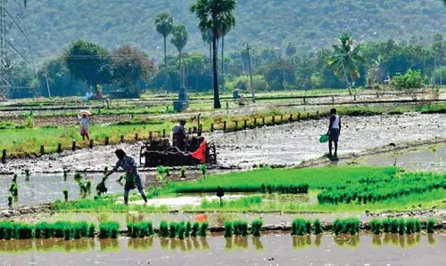 Odisha के किसानों ने धान खरीद में अनाज विश्लेषक के इस्तेमाल पर सरकार की आलोचना की