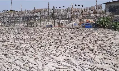 Konkan में मछली उत्पादन में 81 हजार मीट्रिक टन की गिरावट