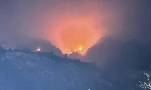 Kashmir में जंगल की आग से हरे सोने को नुकसान