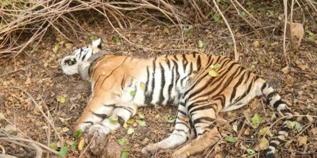 रातापानी टाइगर रिजर्व घोषित होने के बाद रेंज में Tiger का शव मिलने का पहला मामला आया सामने