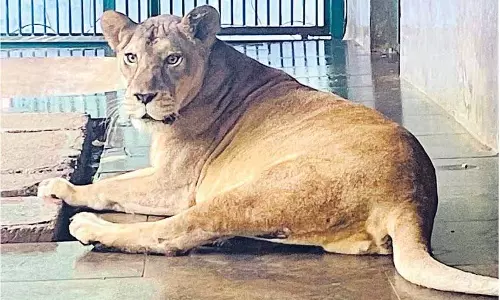 Kerala :  टीवीएम चिड़ियाघर की शेरनी ग्रेसी को अमेरिकी दवा क्यों दी जा रही