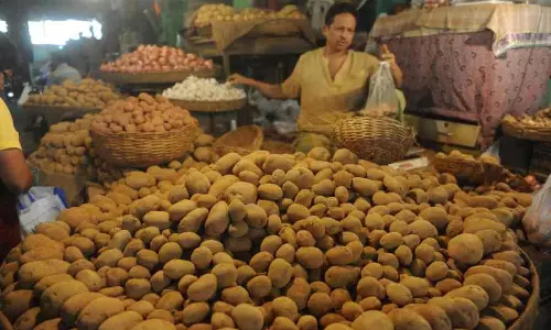 प्रतिकूल मौसम के कारण Bengal में आलू की पैदावार प्रभावित प्रतिकूल मौसम के कारण Bengal में आलू की पैदावार प्रभावित