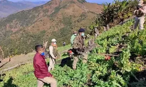 Manipur में ड्रग्स के खिलाफ जंग सेनापति में 8.6 एकड़ अफीम के खेत नष्ट Manipur में ड्रग्स के खिलाफ जंग सेनापति में 8.6 एकड़ अफीम के खेत नष्ट