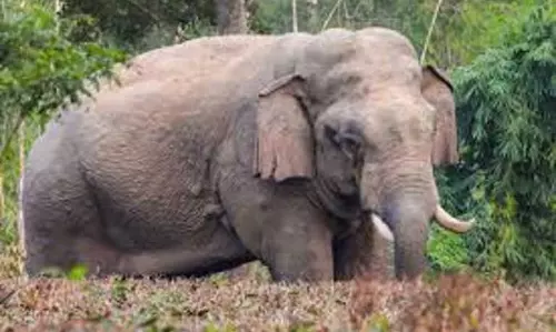 Assam के तमुलपुर जिले में मानव-हाथी संघर्ष को रोकने के लिए