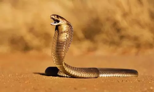 Assam धीरे-धीरे लेकिन लगातार सांप के काटने से होने वाली मौतों को शून्य करने की ओर बढ़ रहा