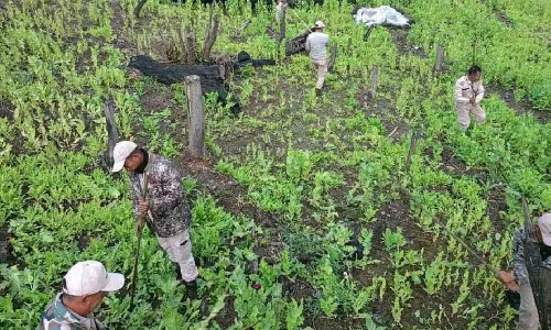 Manipur : सेनापति जिले में 8.6 एकड़ अवैध अफीम के खेत नष्ट किये गये