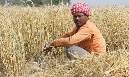 Punjab: अब किसानों ने गेहूं की फसल के लिए यूरिया की कमी का दावा किया