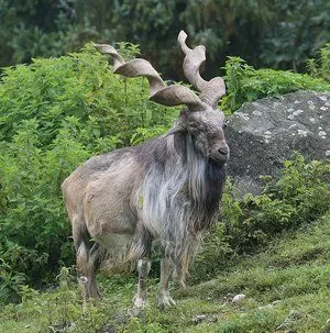 Jammu and Kashmir के बारामुल्ला में दुर्लभ जंगली बकरी मरखोर दिखी