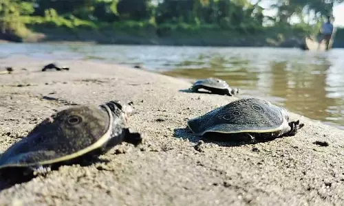 Assam :  गंभीर रूप से लुप्तप्राय काले सॉफ्टशेल कछुए काजीरंगा के प्राकृतिक आवास में छोड़े गए