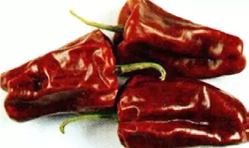 टमाटर मिर्च के नाम से मशहूर तेलंगाना की Warangal चपाता मिर्च को जीआई टैग मिलेगा टमाटर मिर्च के नाम से मशहूर तेलंगाना की Warangal चपाता मिर्च को जीआई टैग मिलेगा