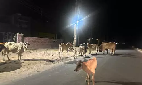Haryana : सिरसा में आवारा पशुओं ने ली युवक की जान