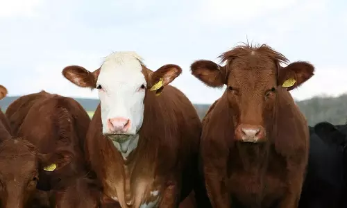Jammu and Kashmir HC: गौ तस्करी से सार्वजनिक व्यवस्था को खतरा Jammu and Kashmir HC: गौ तस्करी से सार्वजनिक व्यवस्था को खतरा