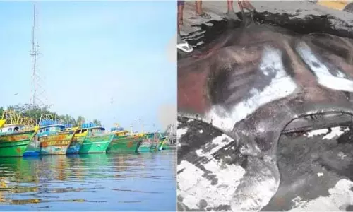 Puducherry में जाल में फंसी 1.5 टन की विशालकाय मछली