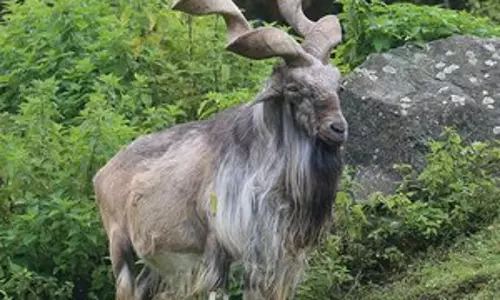 Jammu and Kashmir के बारामुल्ला में दुर्लभ जंगली बकरी मरखोर दिखी Jammu and Kashmir के बारामुल्ला में दुर्लभ जंगली बकरी मरखोर दिखी