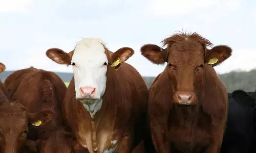 J&K HC: गौ तस्करी से सार्वजनिक व्यवस्था को खतरा