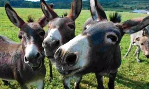 Donkey का दूध के फायदे तो बहुत हैं.. लेकिन समस्या एक ही है यह, जाने