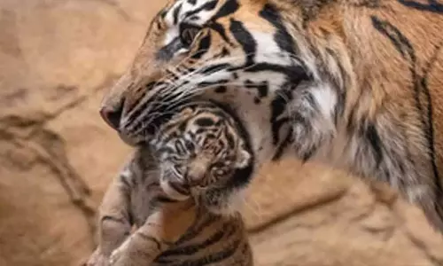 Bengal चिड़ियाघर में माँ बाघिन ने अपने शावकों को मार डाला