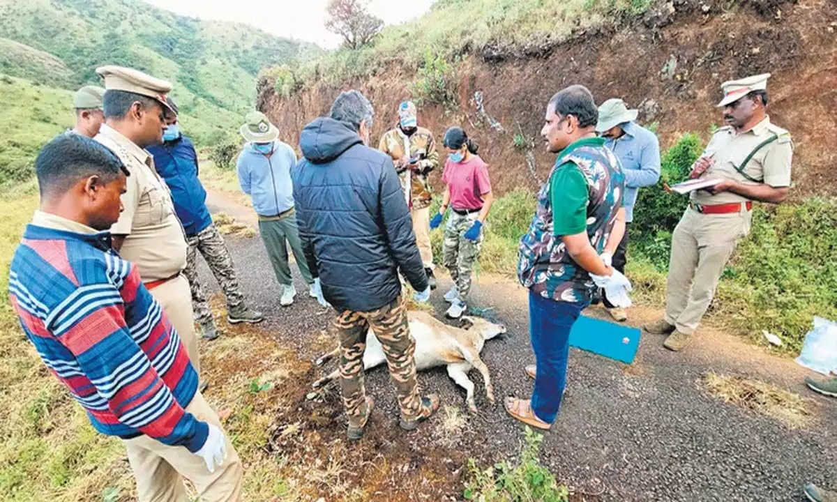 Tamil Nadu: बेहोश करने के कुछ घंटों बाद मादा नीलगिरि तहर की मौत