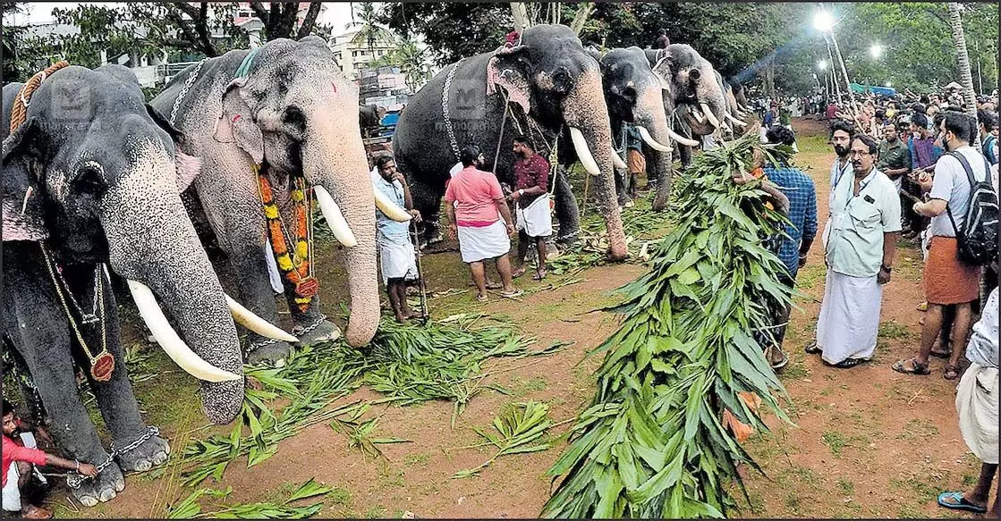 हाईकोर्ट के निर्देश के बाद मंदिर गुरुवायुर देवस्वोम ने जुलूसों में हाथियों की भागीदारी सीमित की