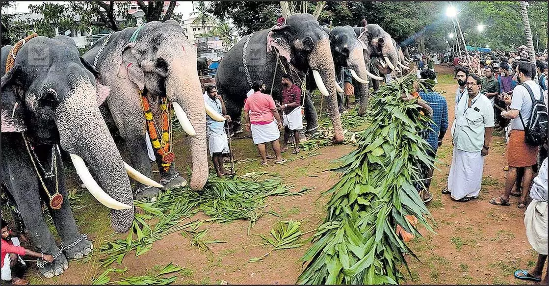 Kerala :   हाईकोर्ट के निर्देश के बाद मंदिर के जुलूसों में हाथियों की भागीदारी सीमित कर दी